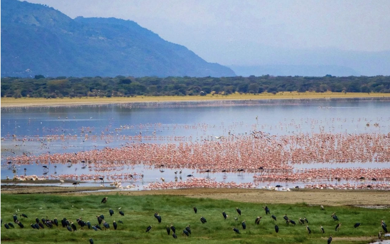 Bird Watching Lake Manyara Nat Park