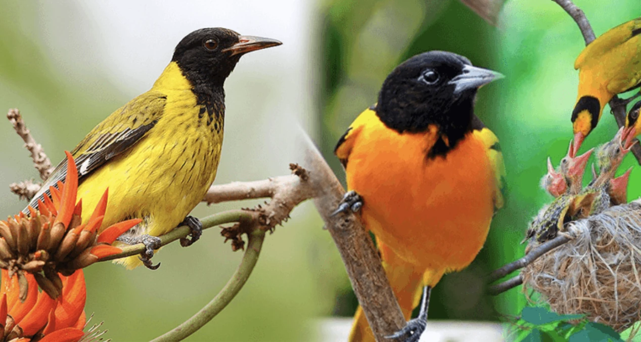 Bird Watching at Bwindi Nat Park