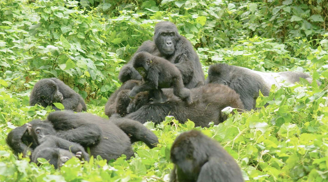 Bwindi Gorillas