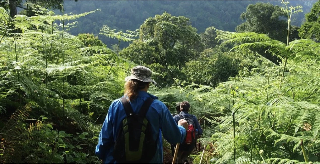 Hiking at Bwindi Nat Park