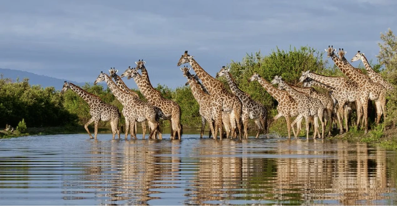 Giraffe at Nyerere Nat Park