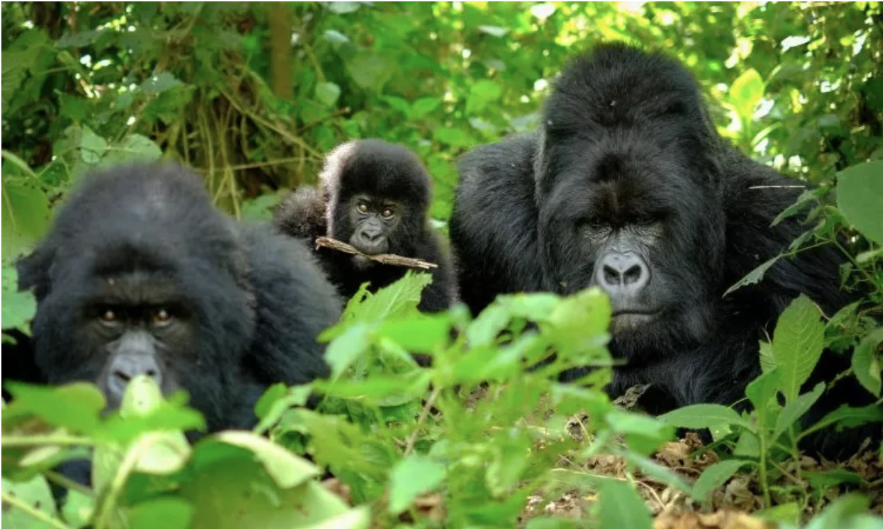 Gorillas at Volcanoes Nat Park