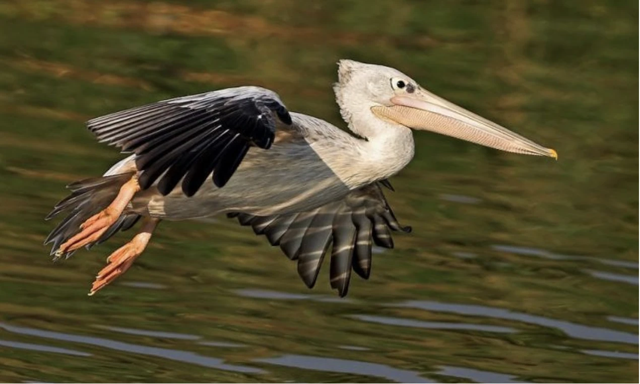 Bird Watching Katavi Nat Park