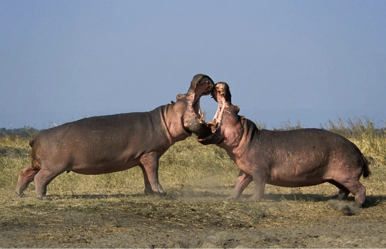 katavi-hippos
