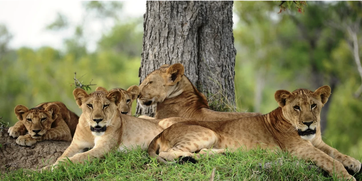 Lion Pride at Nyerere Nat Park