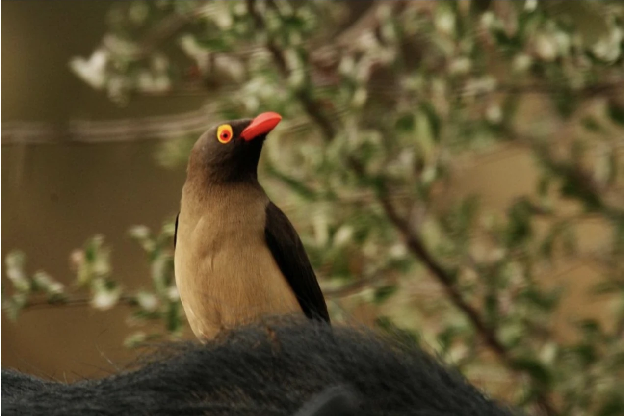 Mikumi Nat Park Bird Watching