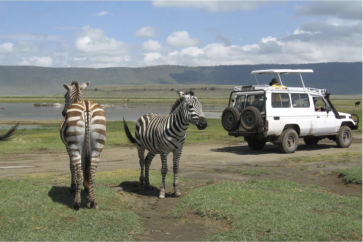 Ngorongoro Conservation Area Game Drive