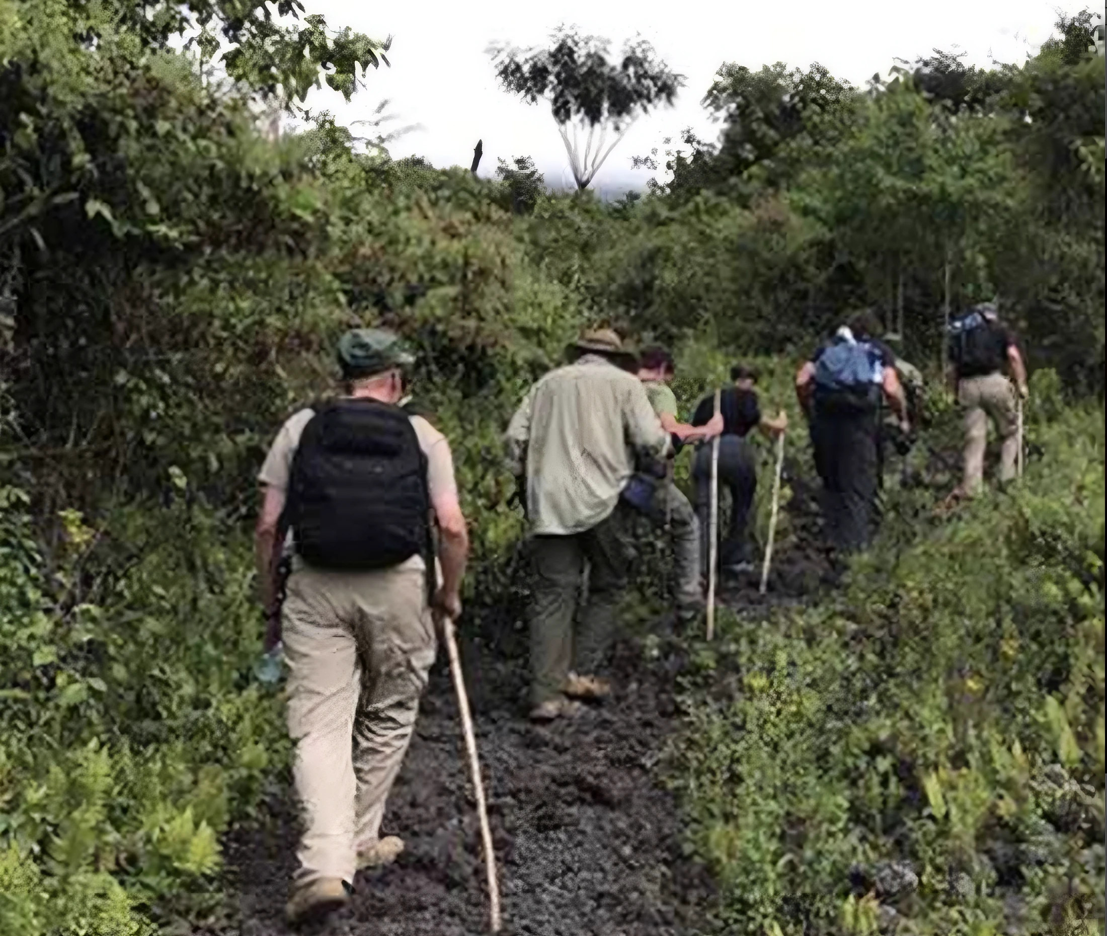 Jungle Trekking