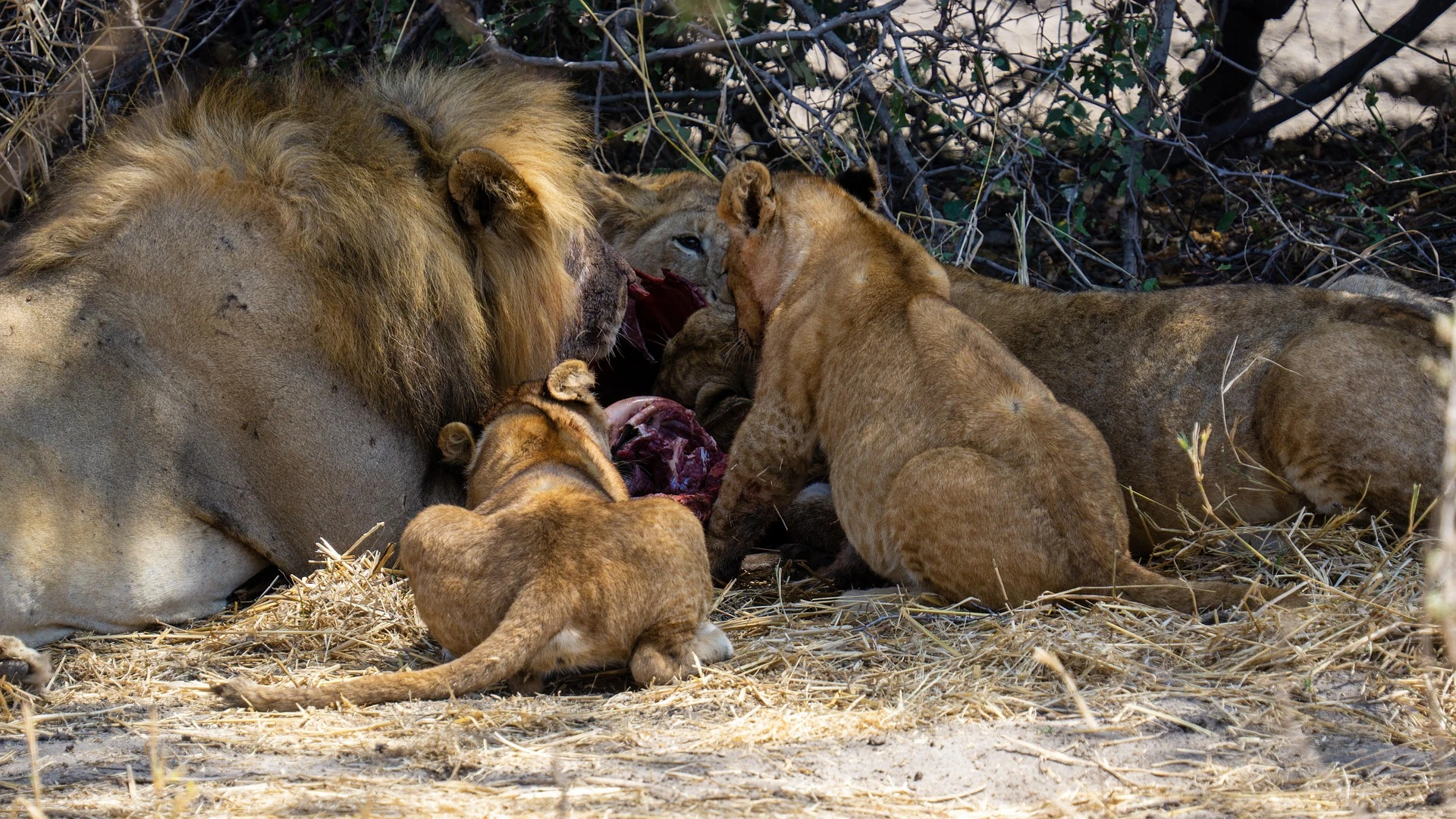 Lion Pride at the Serengeti