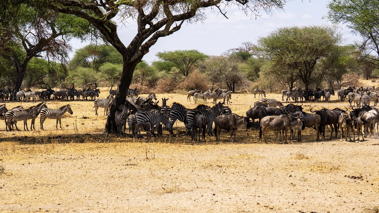 Zebra and Wildebeest at the Serengeti