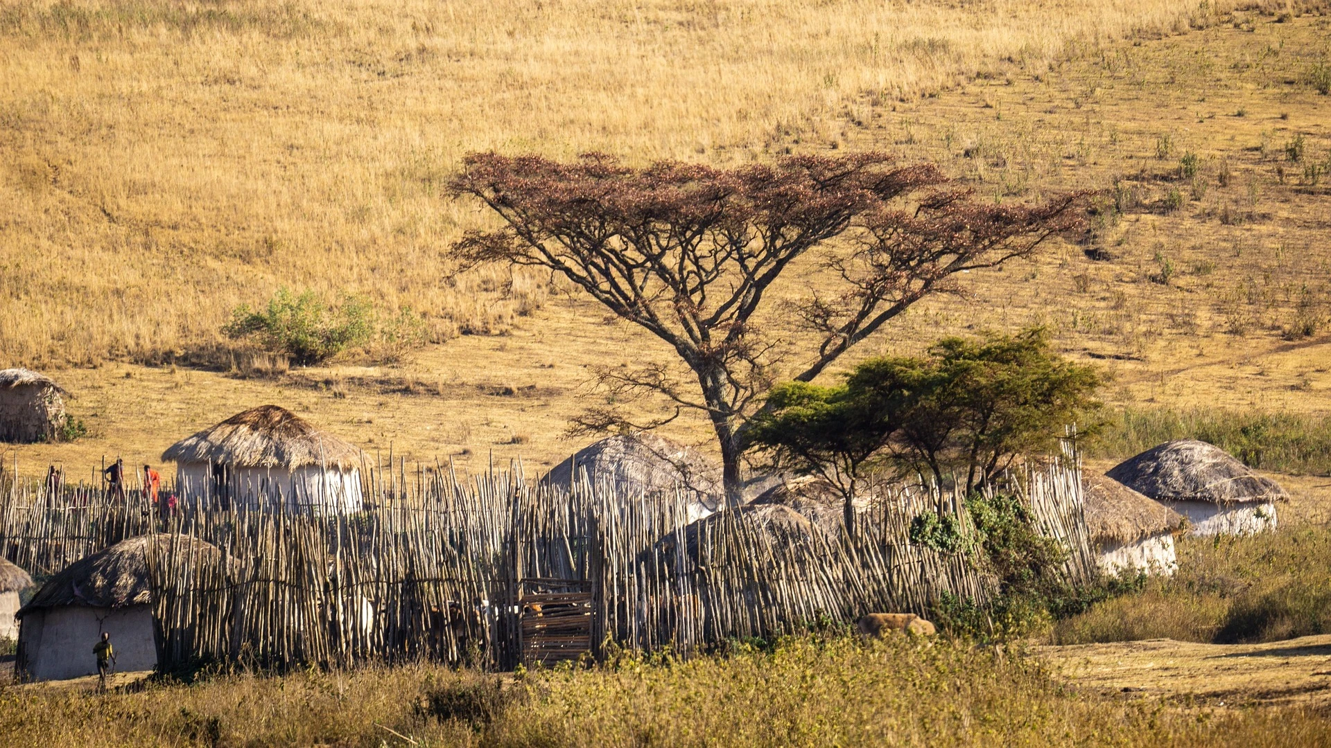 serengeti3