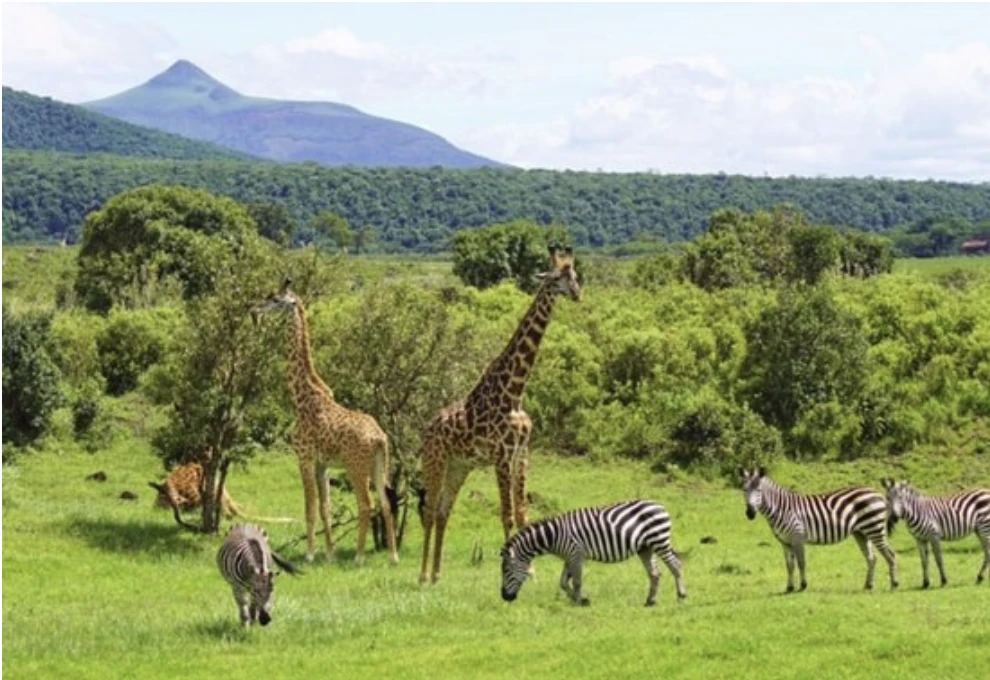 Wildlife Arusha Nat Park