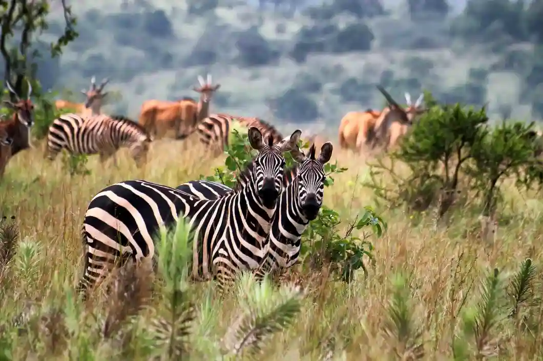 Akagera National Park Zebra, Eland
