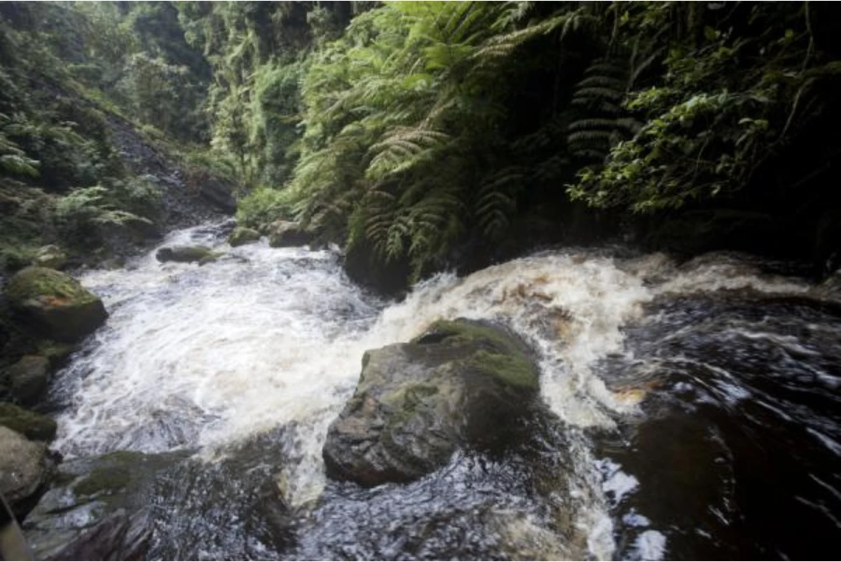 Nyungwe Nat Park