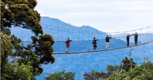 Canopy Walk