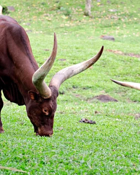 rwanda-ankole-cattle