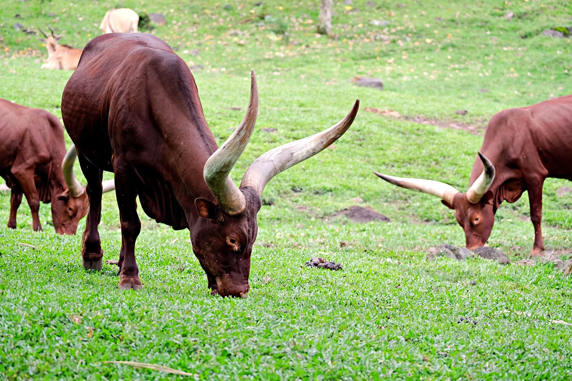 rwanda-ankole-cattle