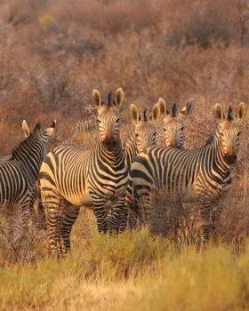 safari-tour
