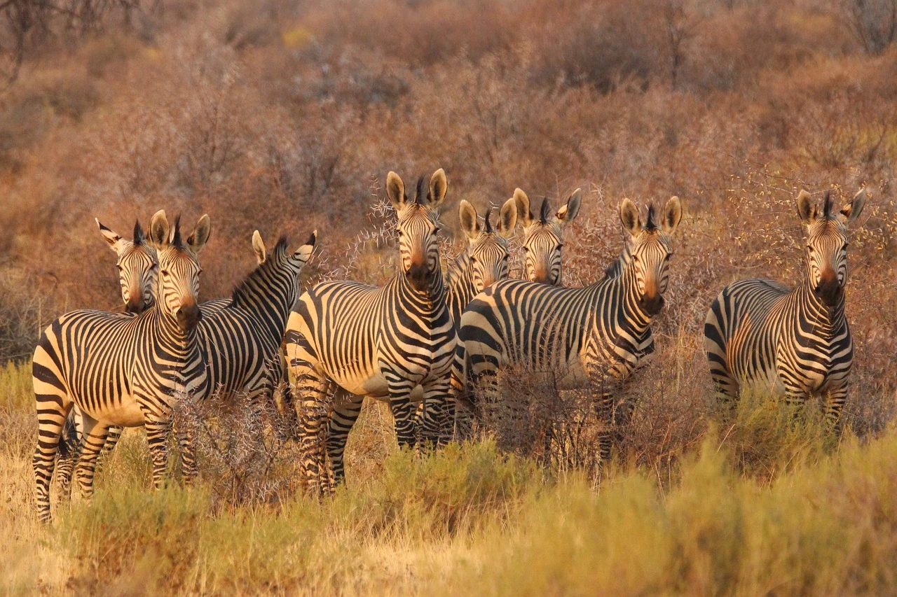 safari-tour
