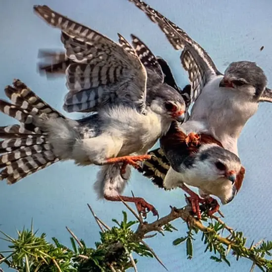 Rwanda Birdwatching