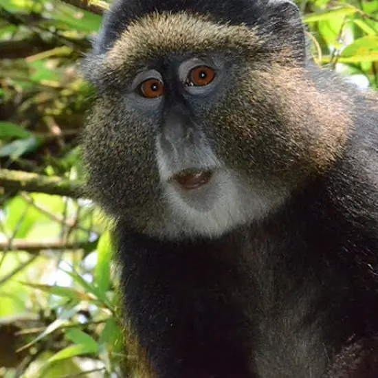 Rwanda Primate