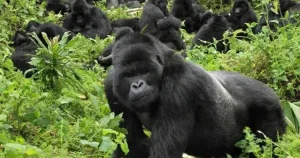 bwindi-gorillas