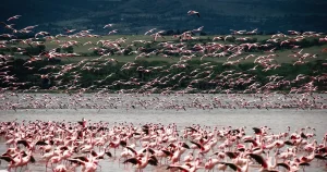 flamingoes-lnakuru