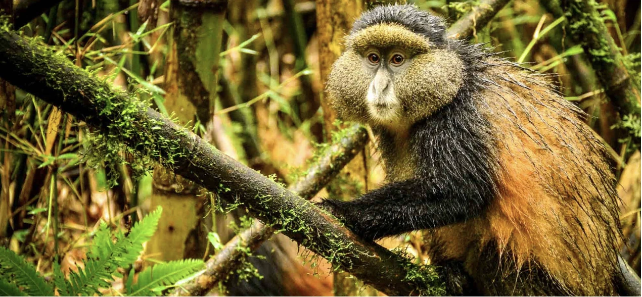 Golden Monkey Mgahinga Nat Park