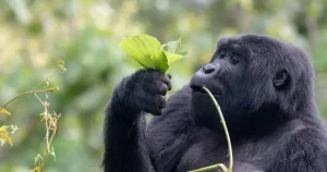 gorilla-in-the-wild