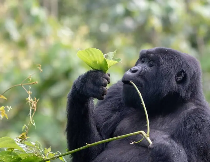 Uganda