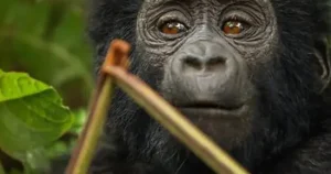 kibale-forest-chimp