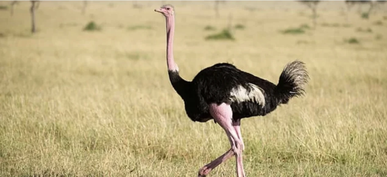 Kidepo Bird Watching