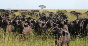 kidepo-buffalo