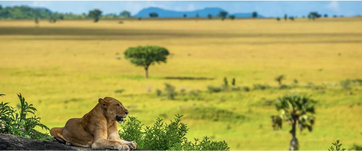 Kidepo Valley Lion