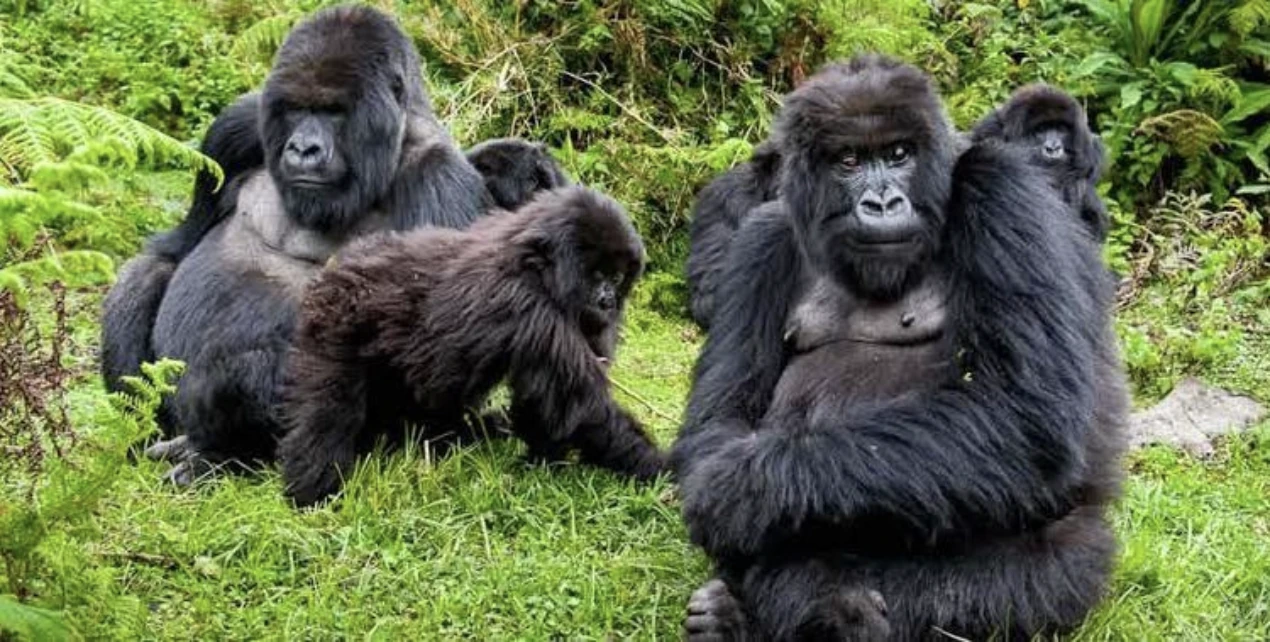 mgahinga-gorilla