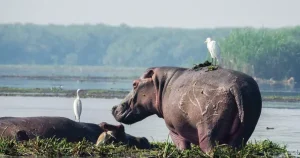 murchison-falls-hippos