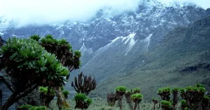 ruwenzori