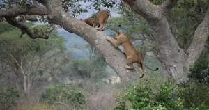 tree-climbing-lions