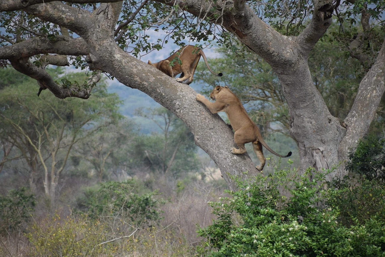 tree-climbing-lions