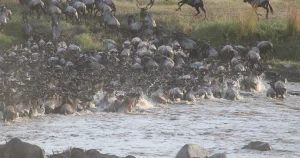 wildebeest-migration