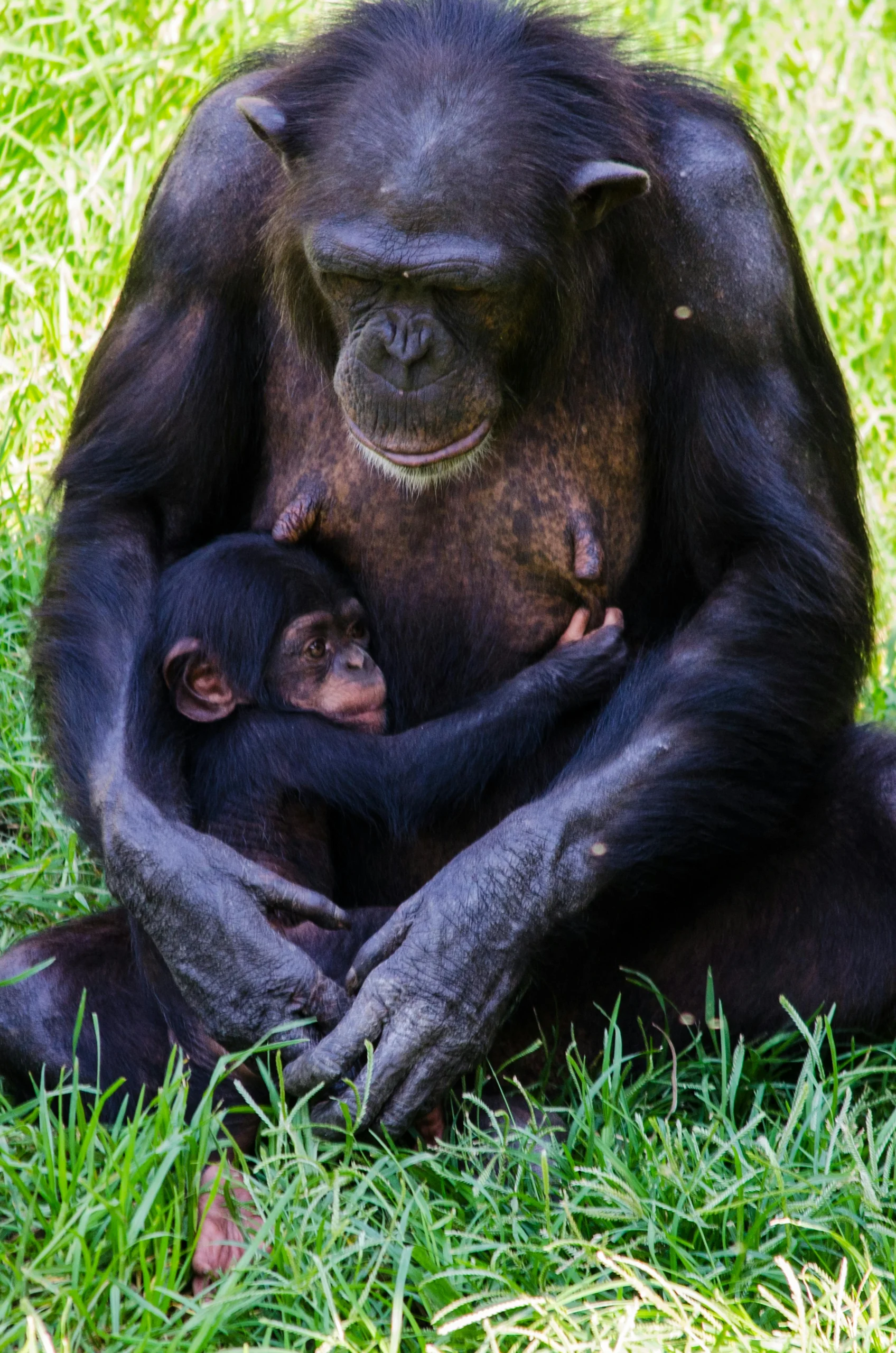 Forest Giant Ecotours